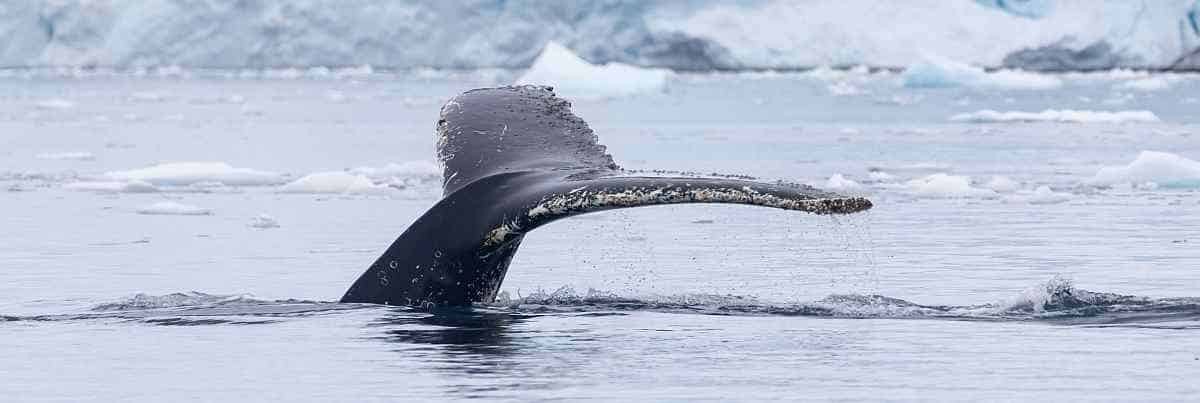 OCEAN NOVA-Antarktis-Copyright_Erik-Edvardsson-17_PQ_BB_small