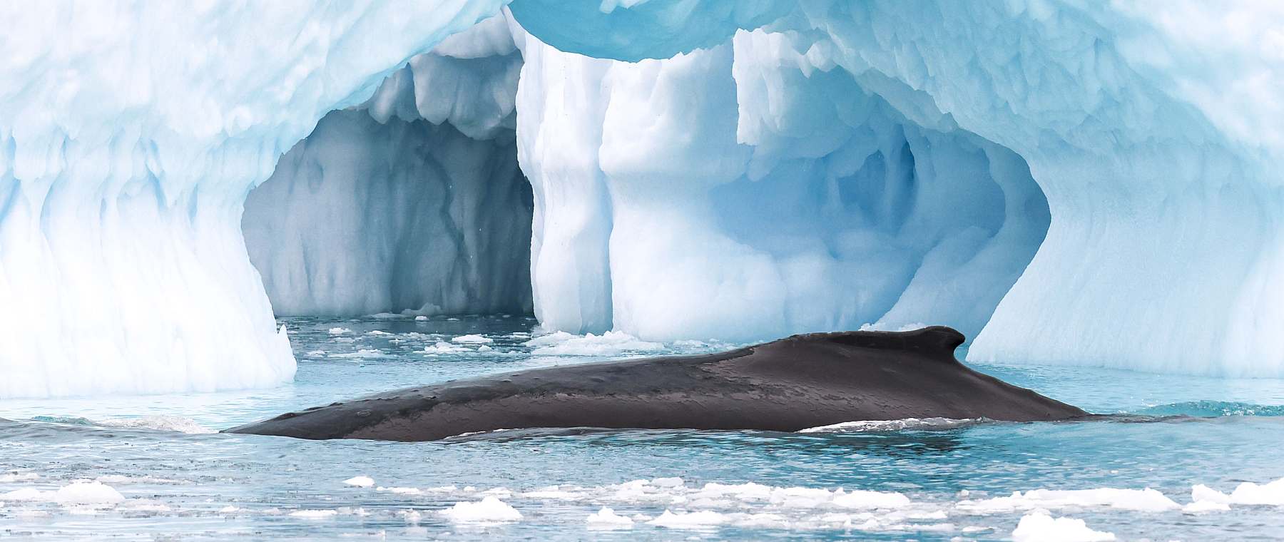 OA-D6_Greenland_Ilulissat_AEX_09-slider