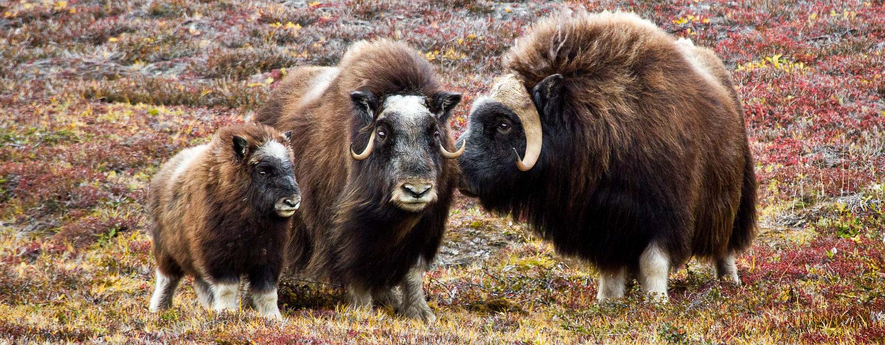 OA-D13_Greenland_KapTroels_MuskOx_036-slider