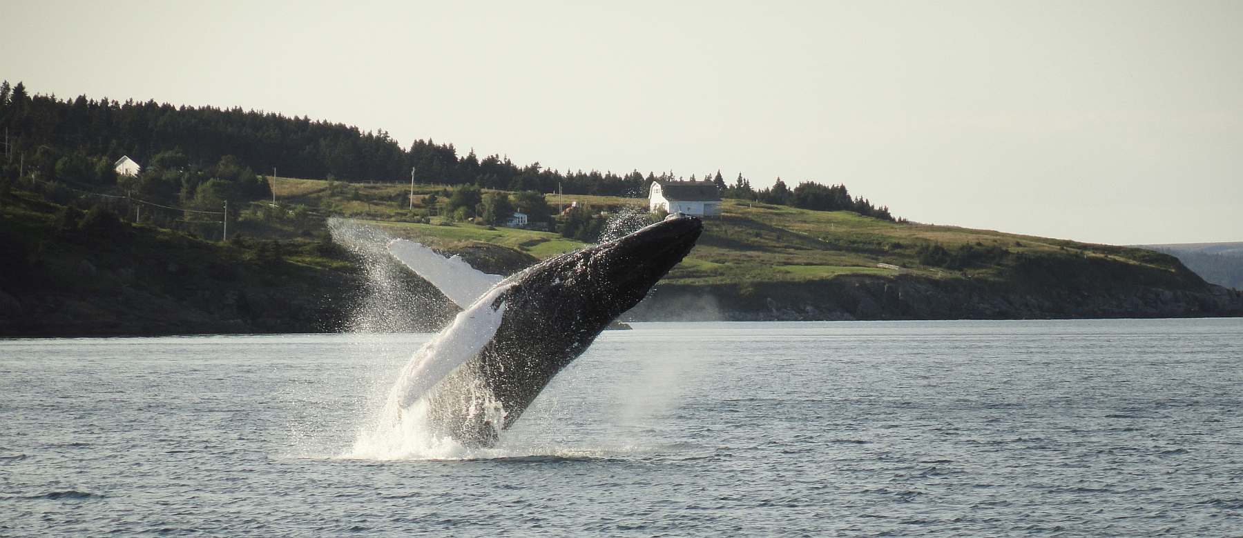 OA-Canada_Newfoundland_General_Coast_WhaleBreach_009-slider