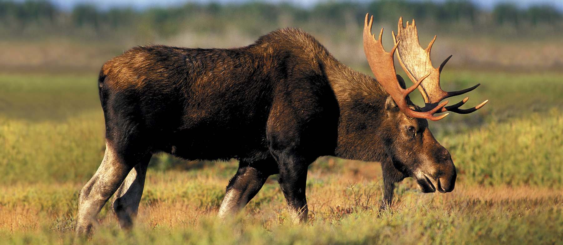 OA-Canada_Newfoundland_General_Landscape_BullMoose_004-slider