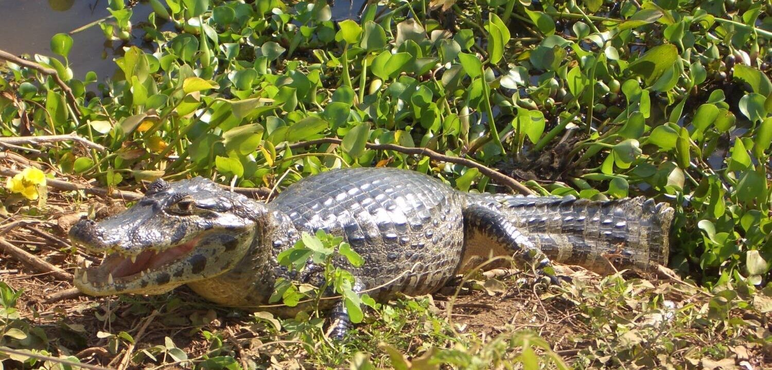 Krokodil_Nord_Pantanal_20090815_121-e1723122789141
