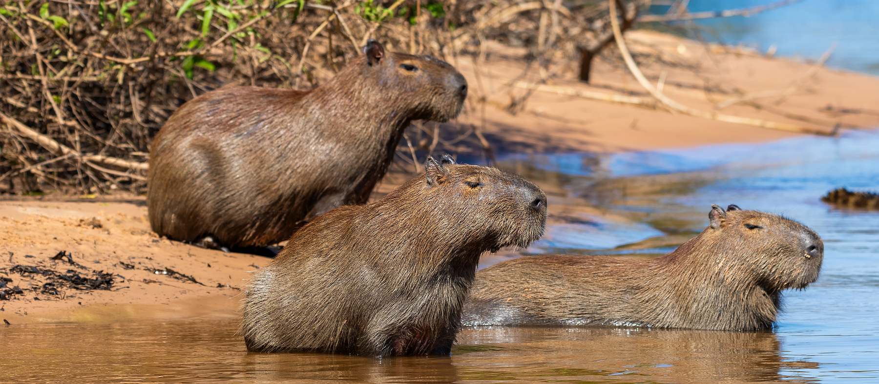 Pantanal-shutterstock_2417817581-slider