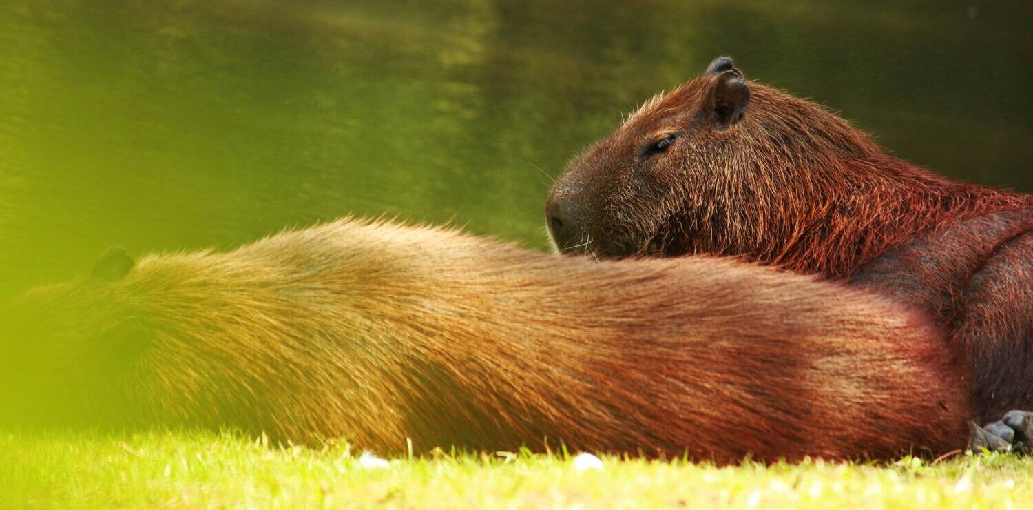 Pixabay_capybara-5329796-e1703770302492