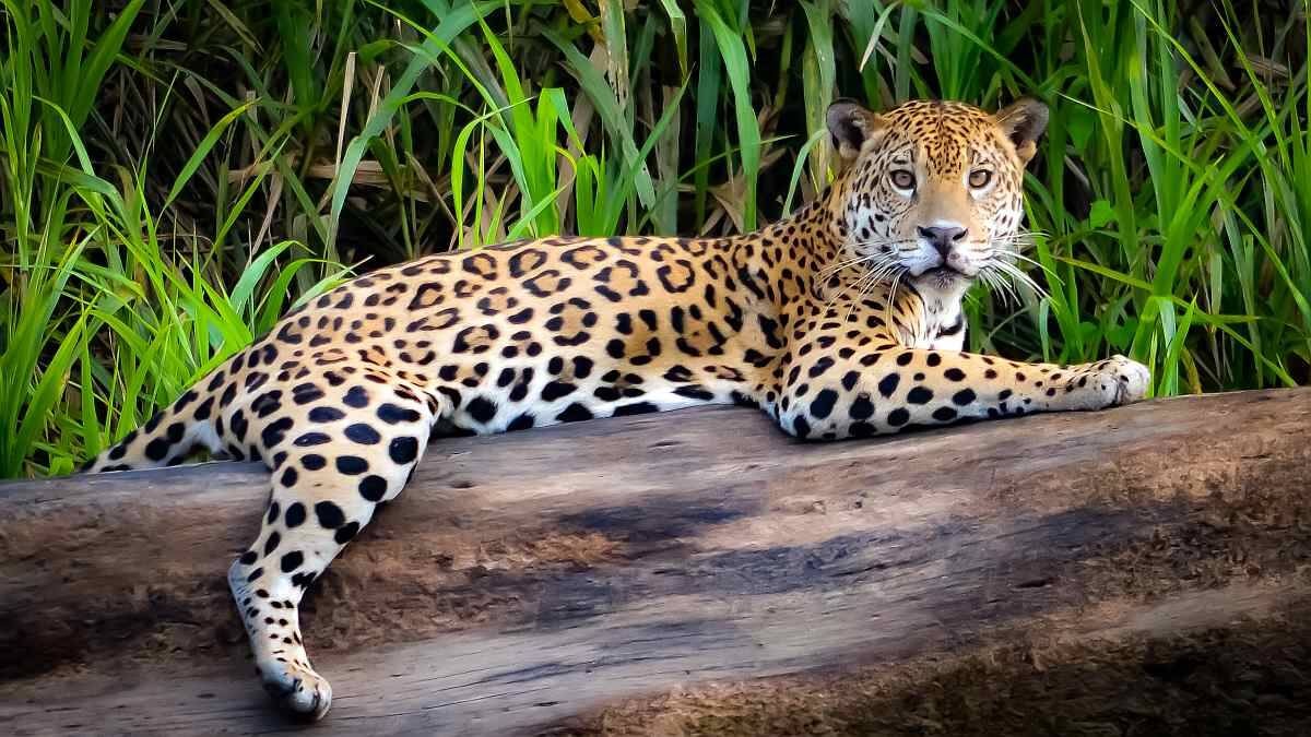 amazonas_shutterstock_1021961164_small