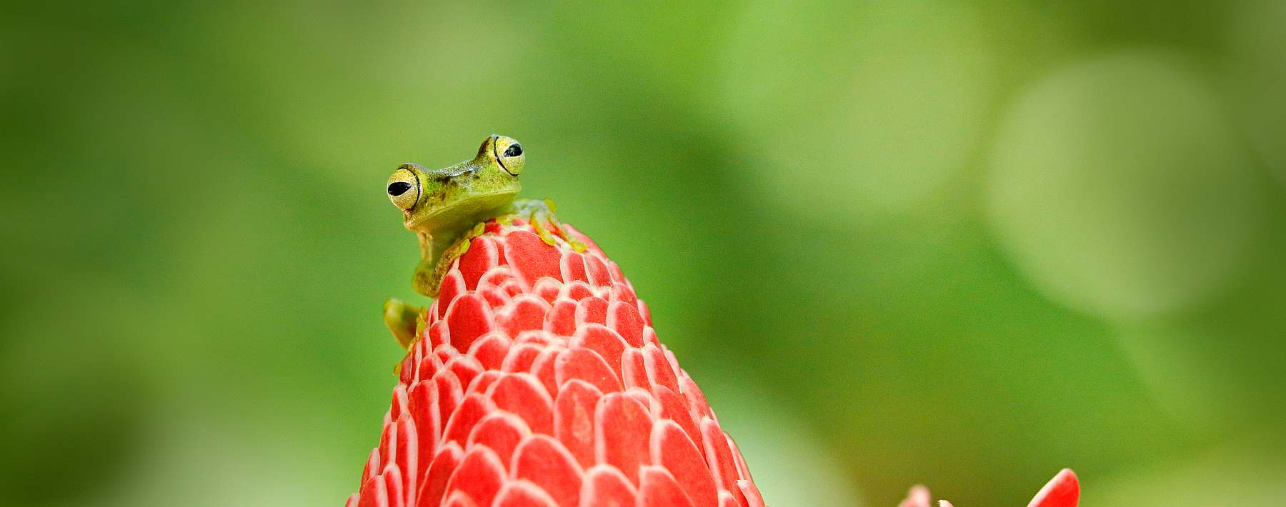 Costa Rica-shutterstock_1418924405-slider