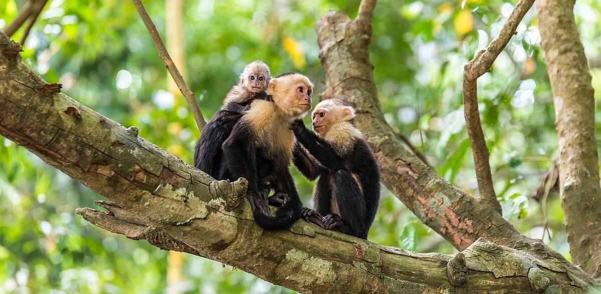 Costa_Rica_shutterstock_476726392_small