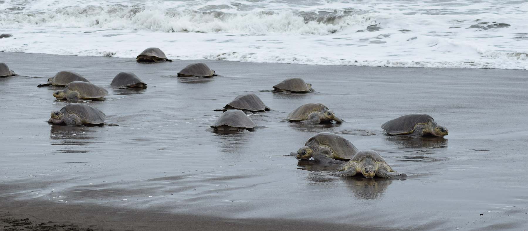 Costa-Rica-shutterstock_2392190919-slider
