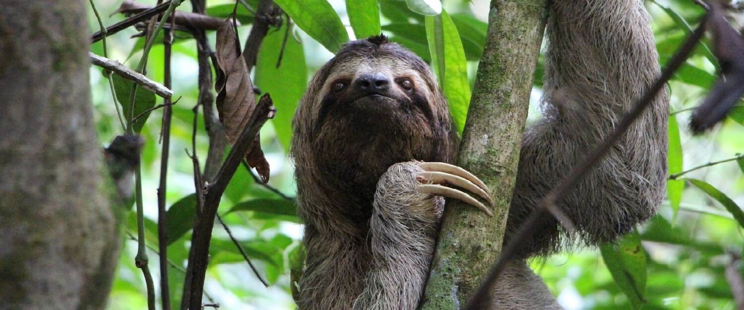 Faultier in Costa Rica