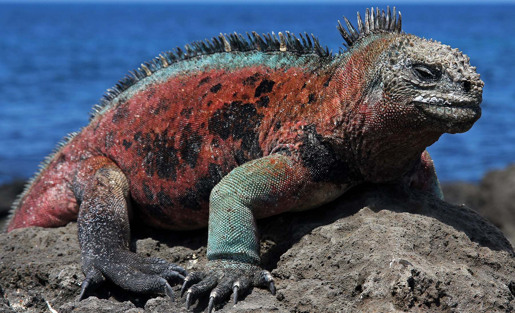 YOLITA-shutterstock_68361082-slider