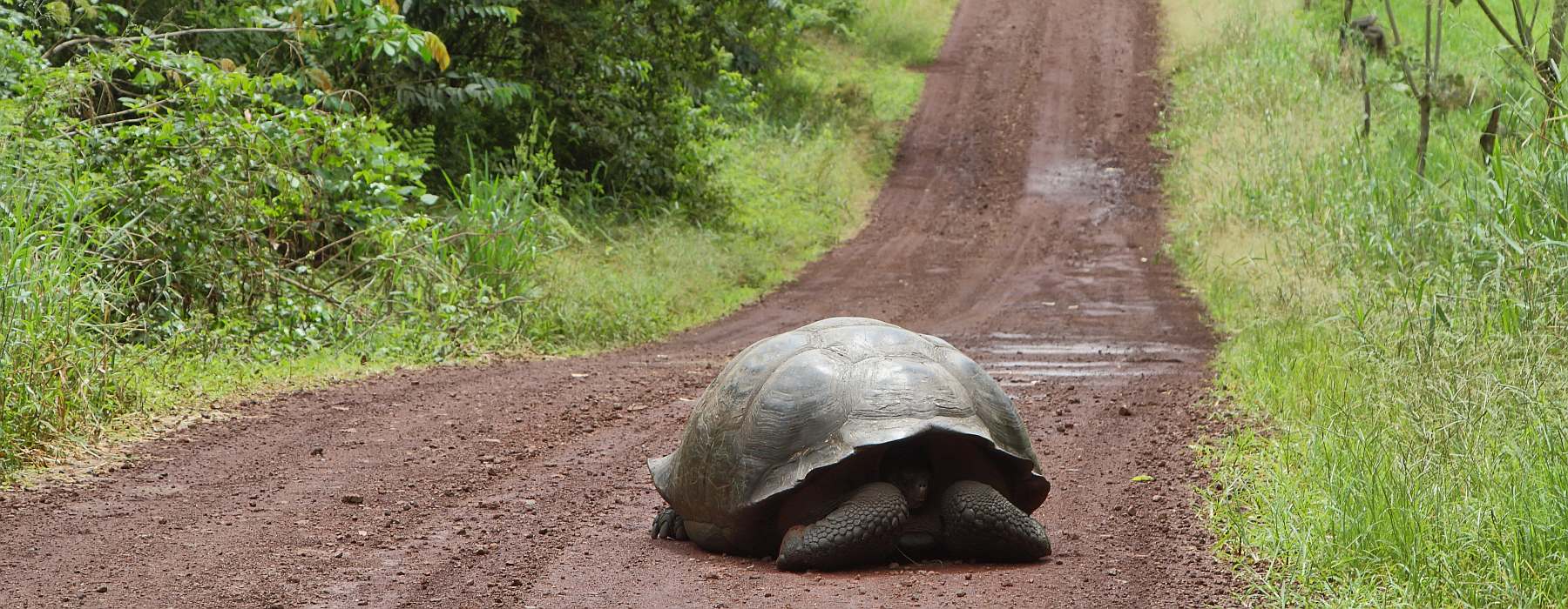 YOLITA-shutterstock_206266585-slider