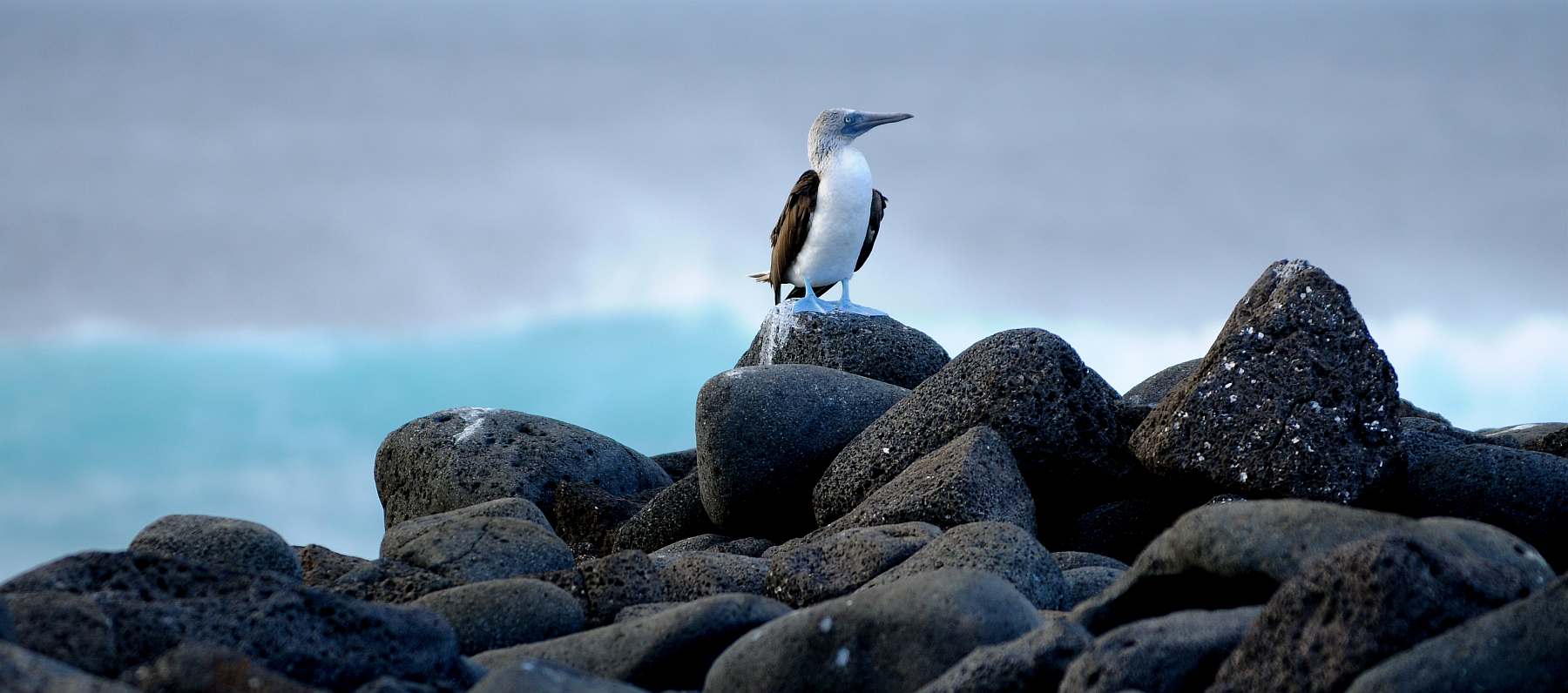 YOLITA-shutterstock_250506529-slder