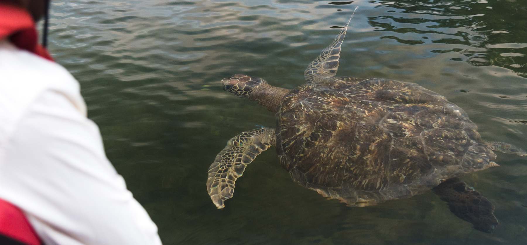 Yolita-shutterstock_1473200513-slider