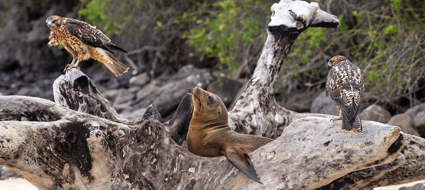 YOLITA-shutterstock_2502948073-slider