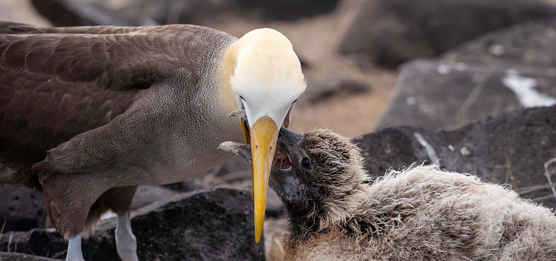 YOLITA-shutterstock_2509445417-slider