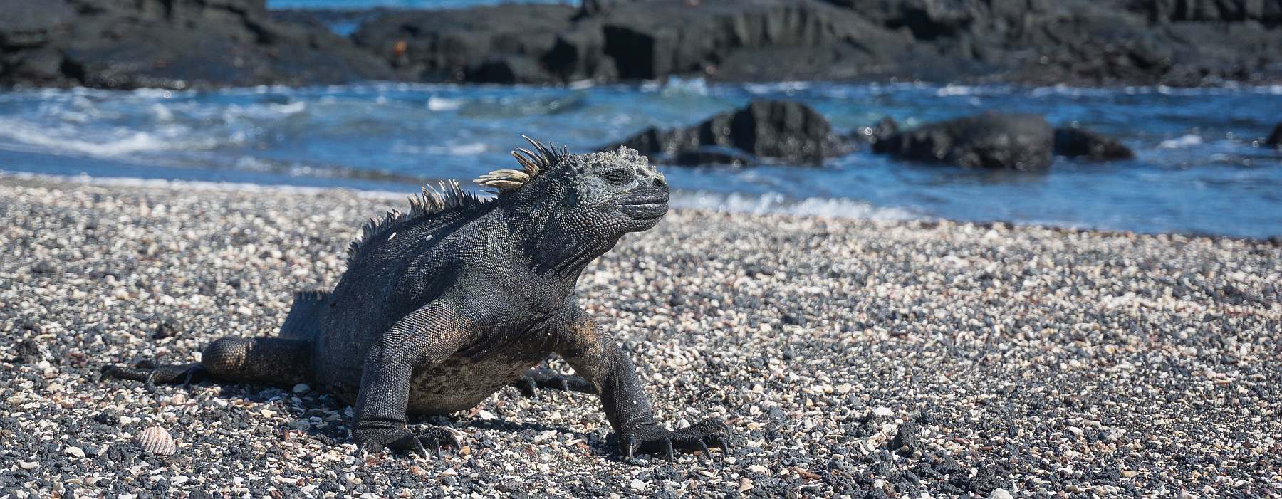 YOLITA-shutterstock_378990262-slider