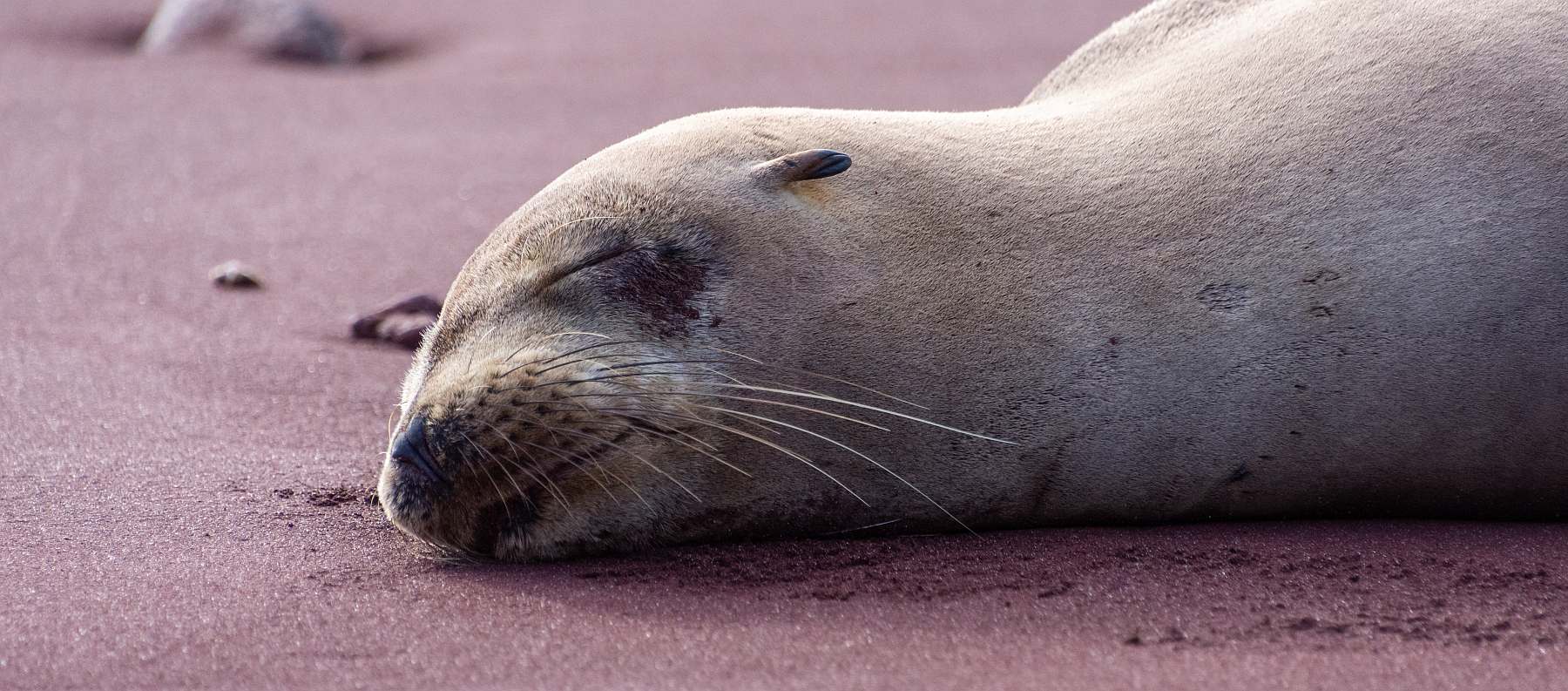 YOLITA-shutterstock_2244857643-slider