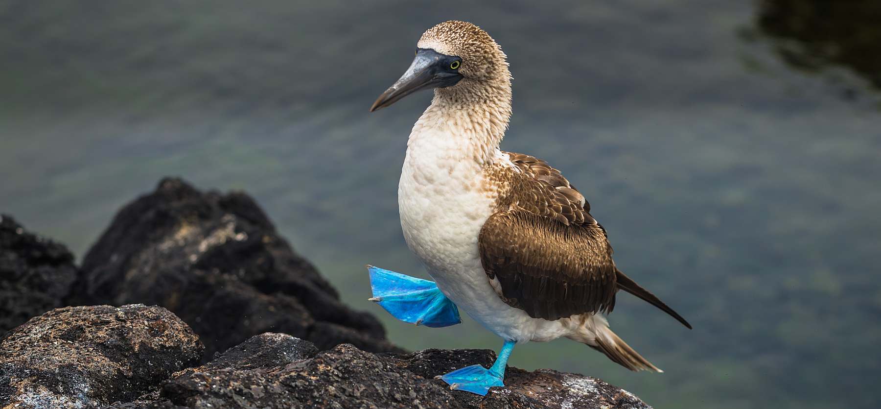 Galapagos-shutterstock_735354841-slider