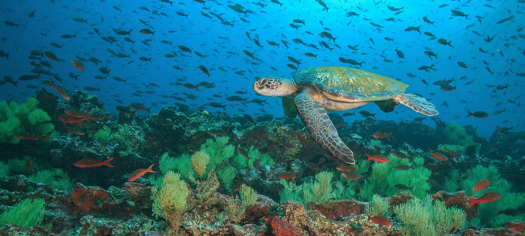 Galapagos-shutterstock_2307907385-slider