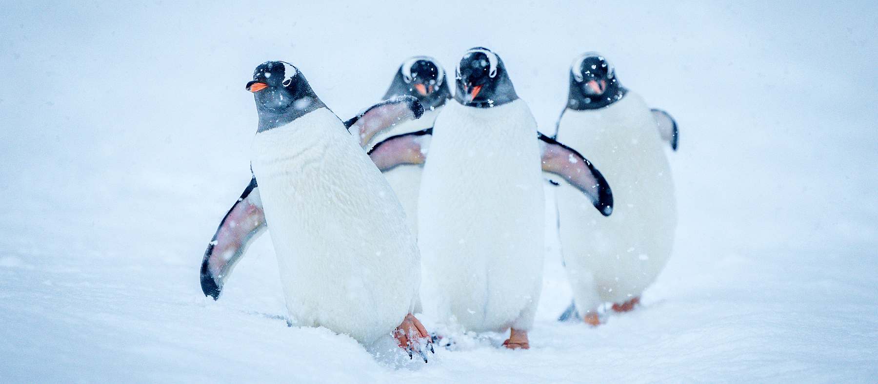 Magellan-Explorer-Antarctica21_MAG09-CA_2021-22-Jonathan Irish-Antarctica-_DSC6507-slider