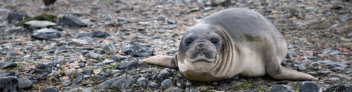 ©-Anthony-Smith-15_poseidon
