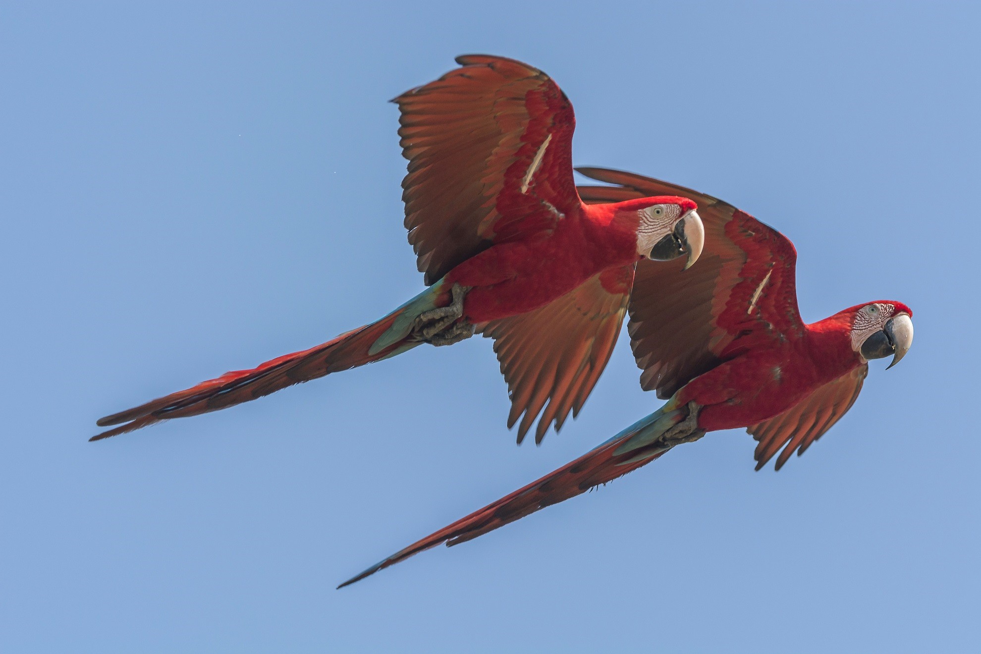 Brasilien-Pantanal-Lagoa das Araras-Rote Aras im Flug