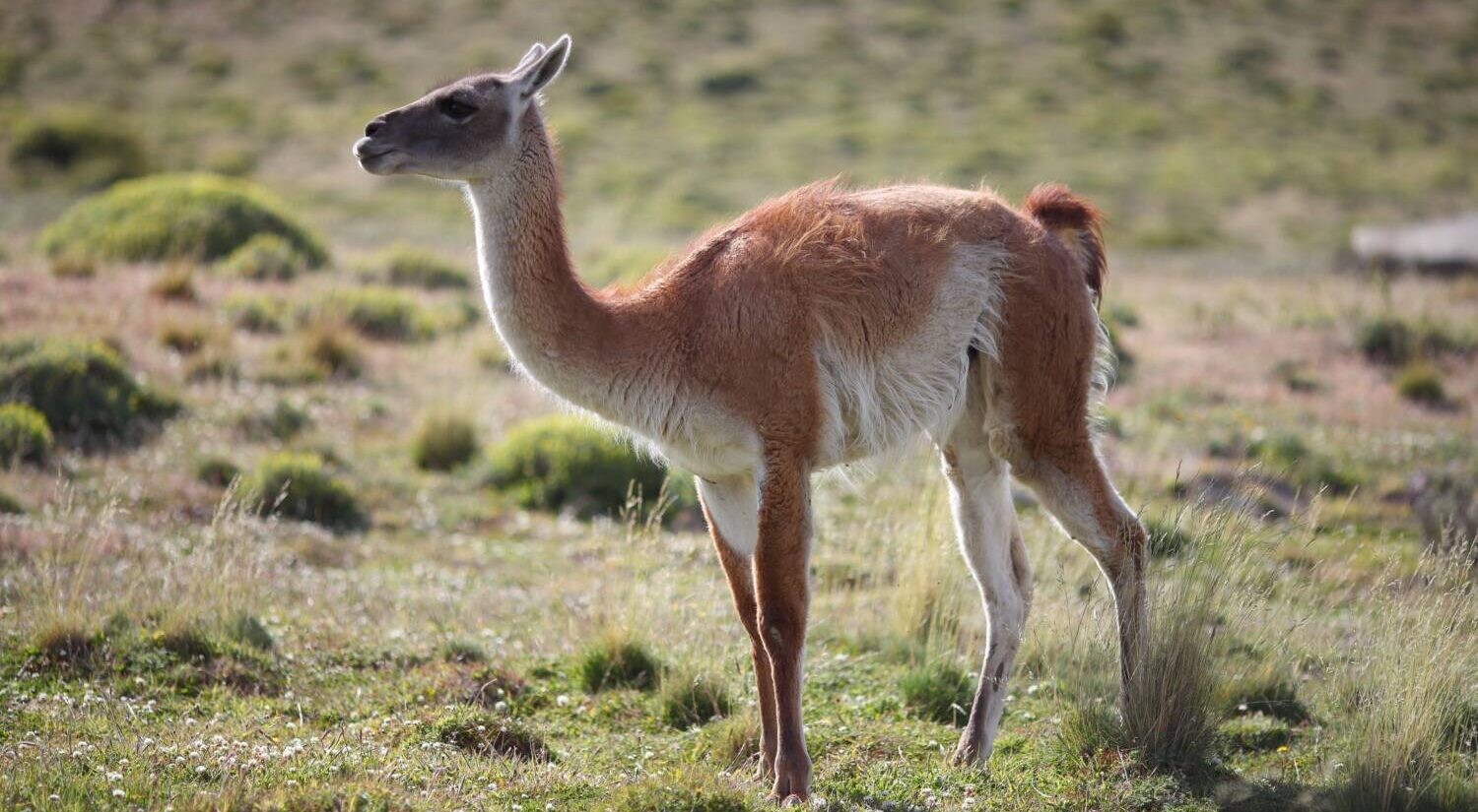 Pixabay_guanaco-40169811-e1735830976650