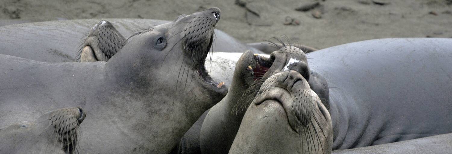 elephant-seals-1787010