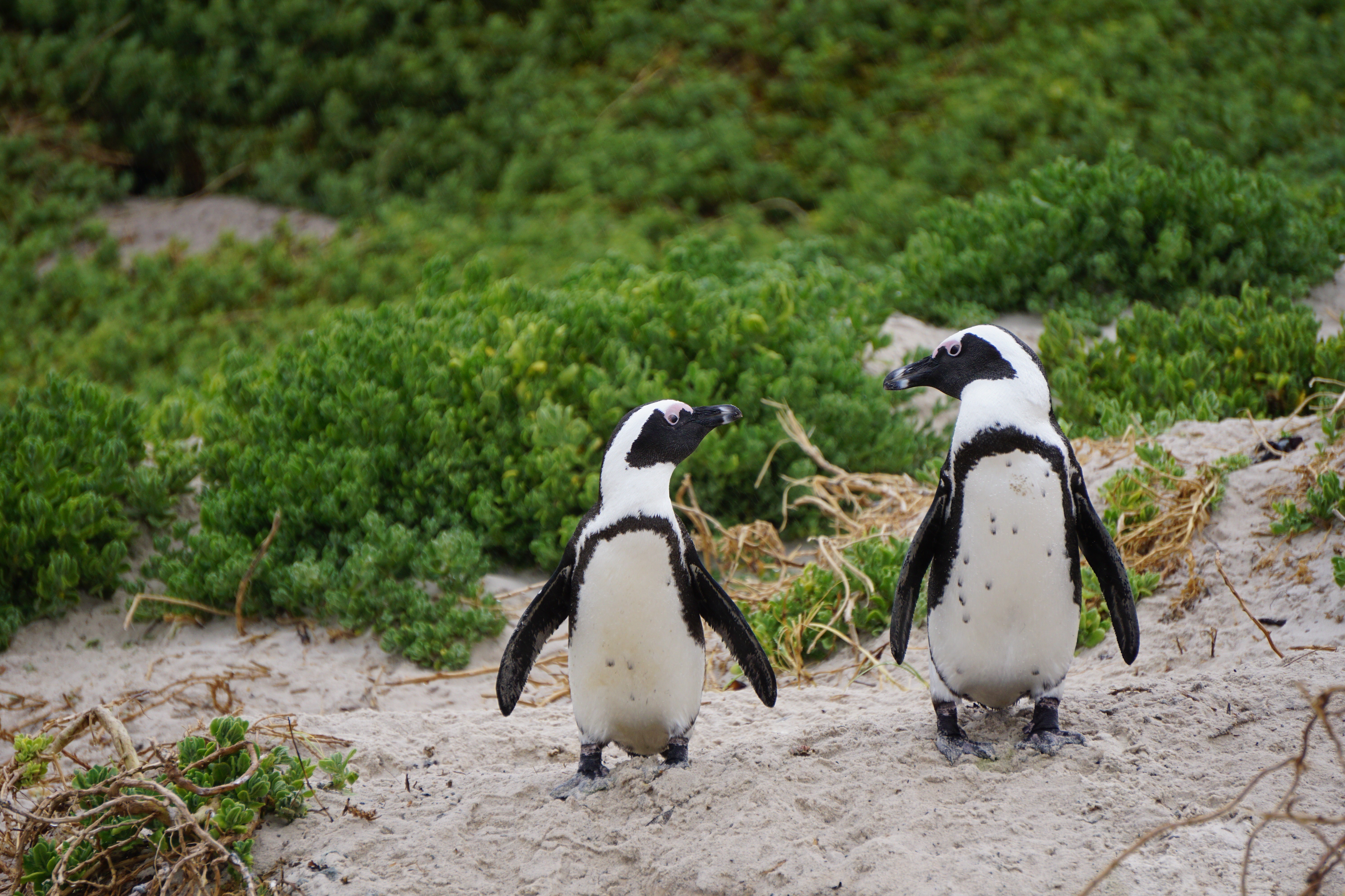 Argentinien-Patagonien-Punta Tombo-Magellanpinguine
