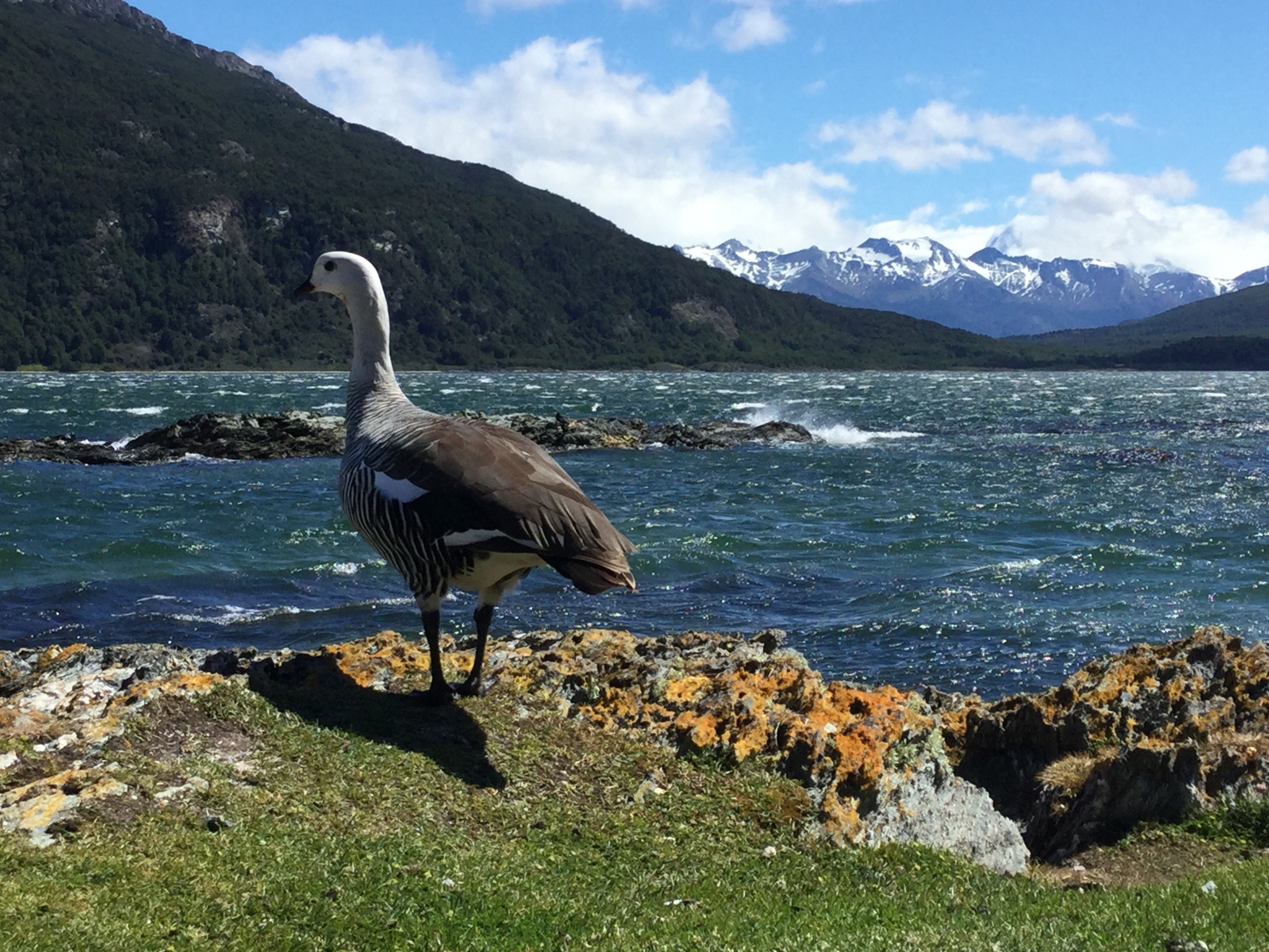 Argentinen-Feuerland-Magellangans am Fjord