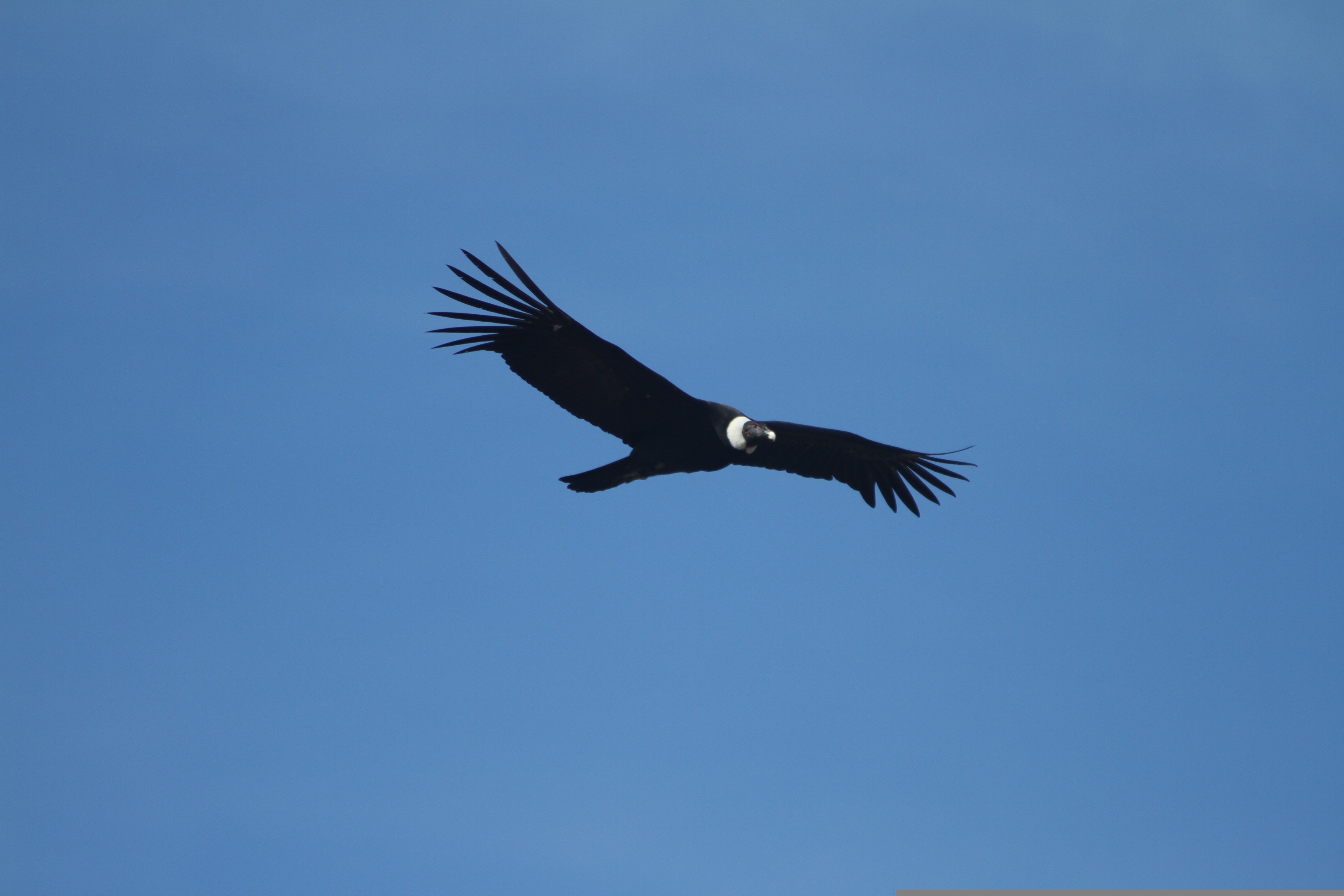 Chile-Patagonien-Fliegender Kondor