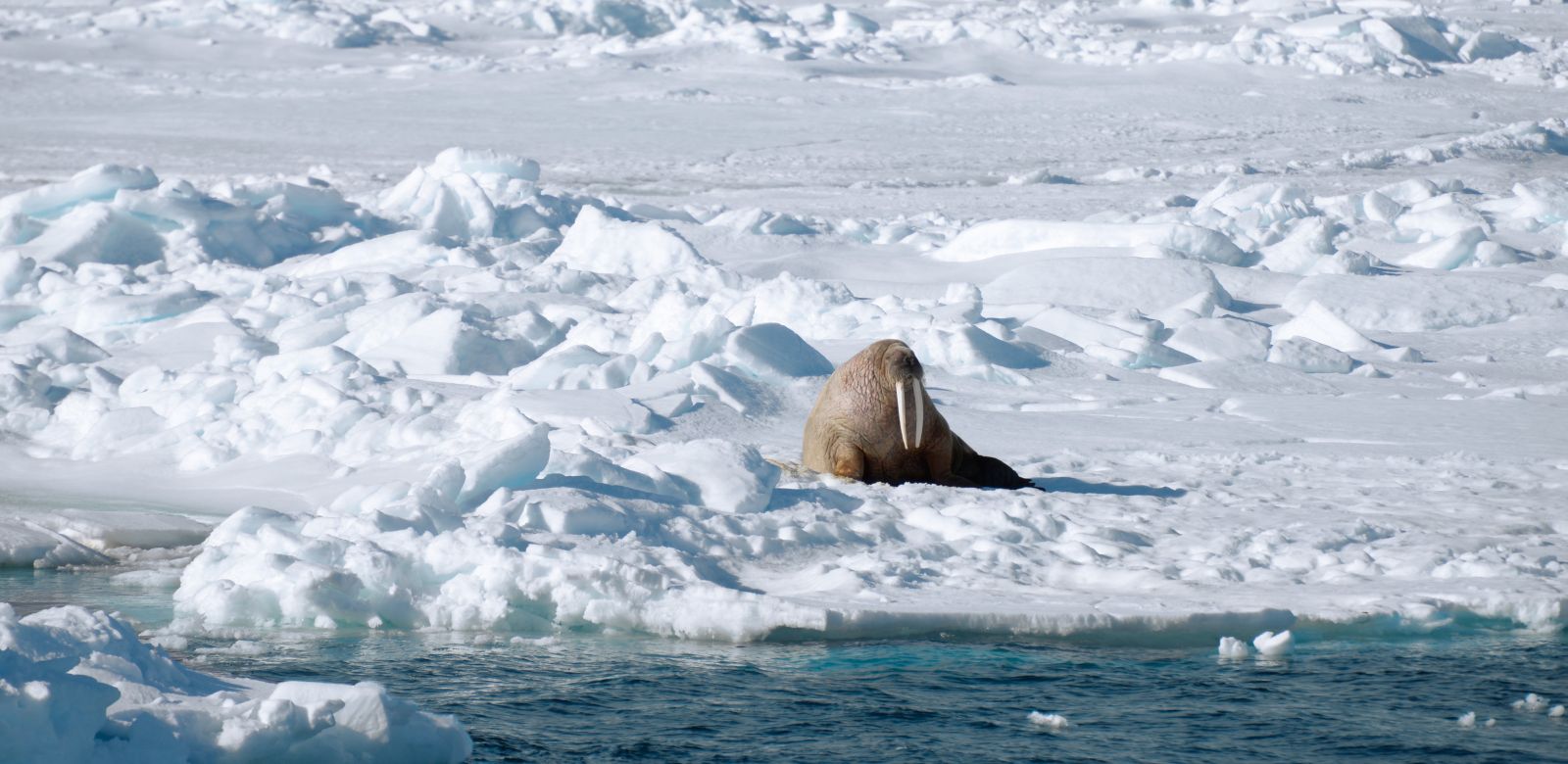 svalbard_adventureCopyright_Mattias  Horntrich (1)_slider