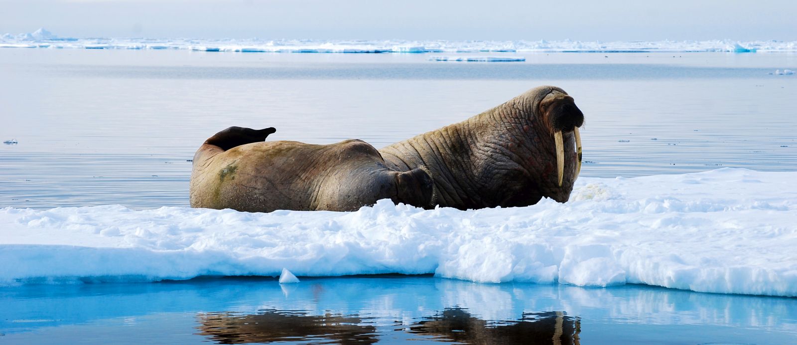 SJOVEIEN_Svalbard_Adventure_Copyright_Johanna Vakkila_reiseverlauf4