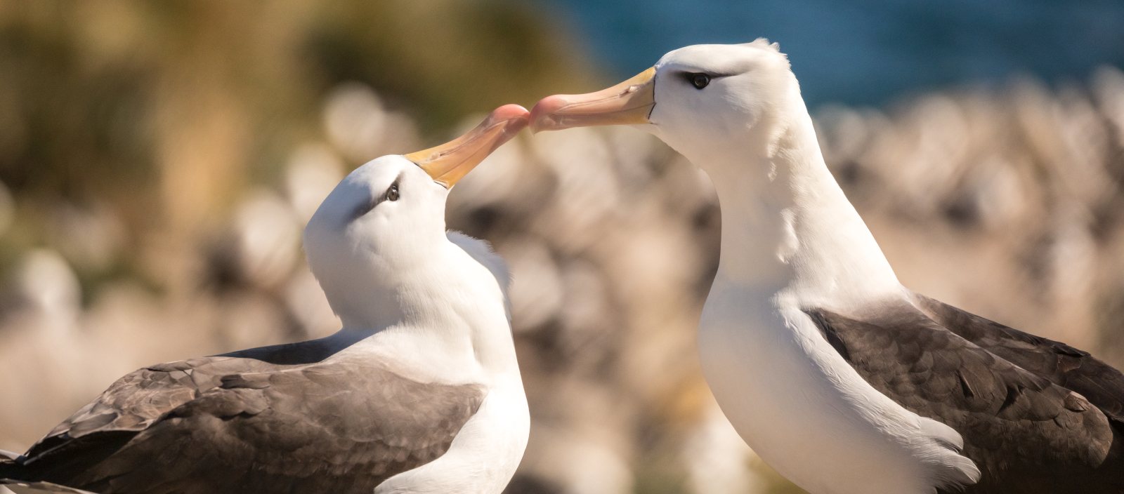 ULT_Epische_Black_Browed_Albatross_West_Point_Island_FalklandIsland_AcaciaJohnson_5_teasertext1