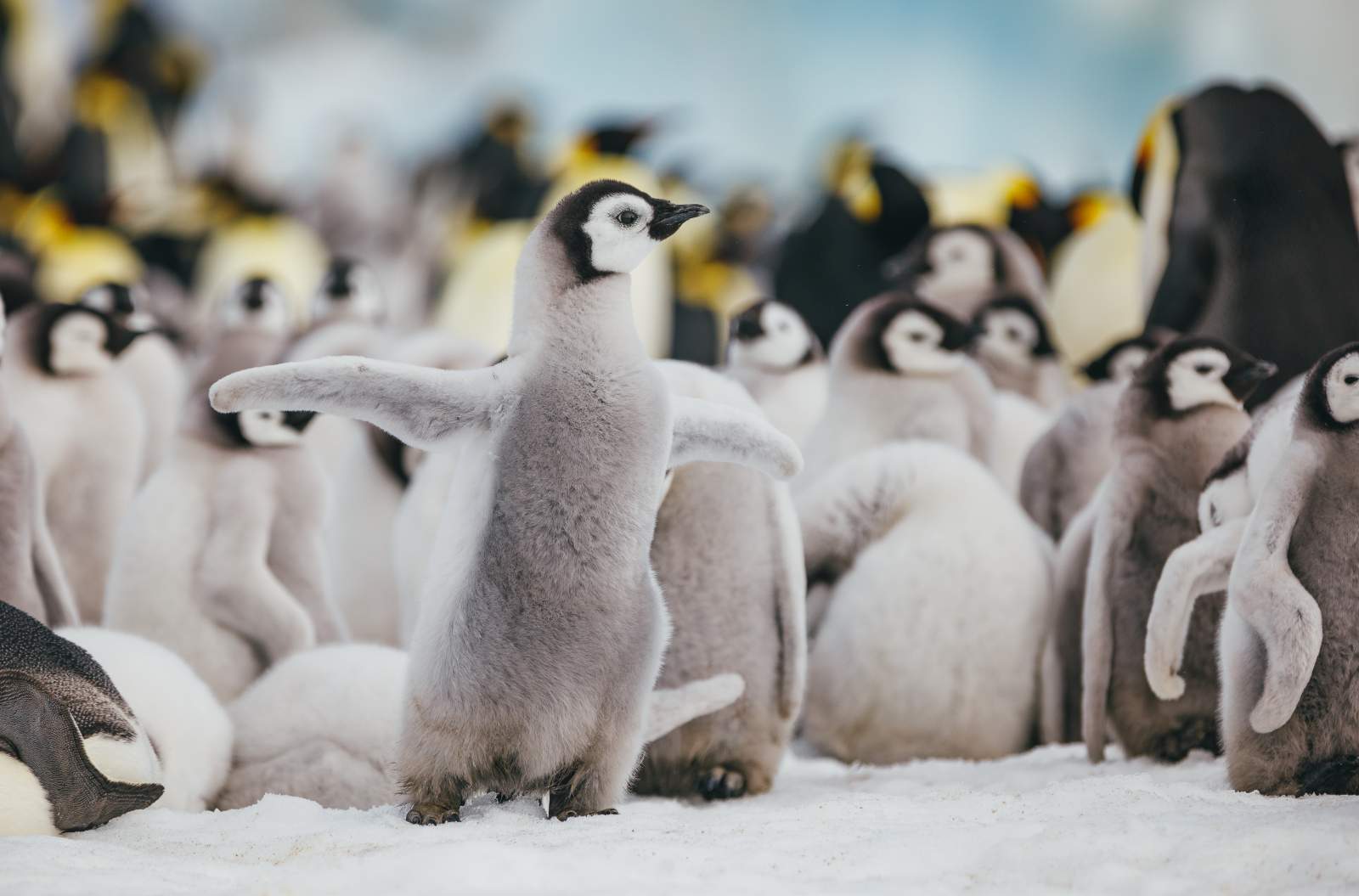 ULT_Emperor Penguins Snow Hill (26)_David-Merron_Reiseverlauf4
