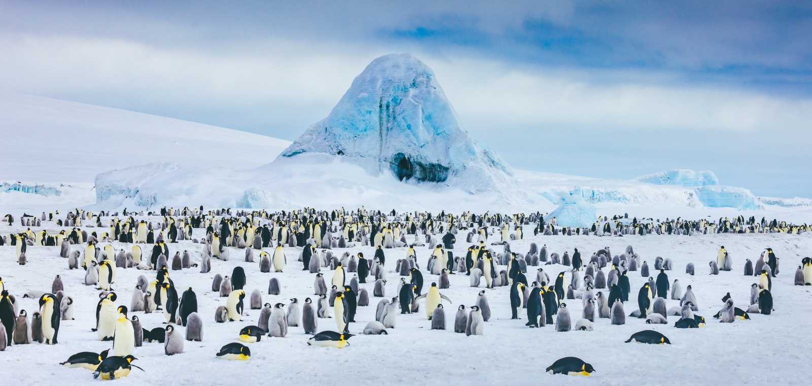 ULT_Emperor penguins snow hill (178)_David-Merron_teasertext1