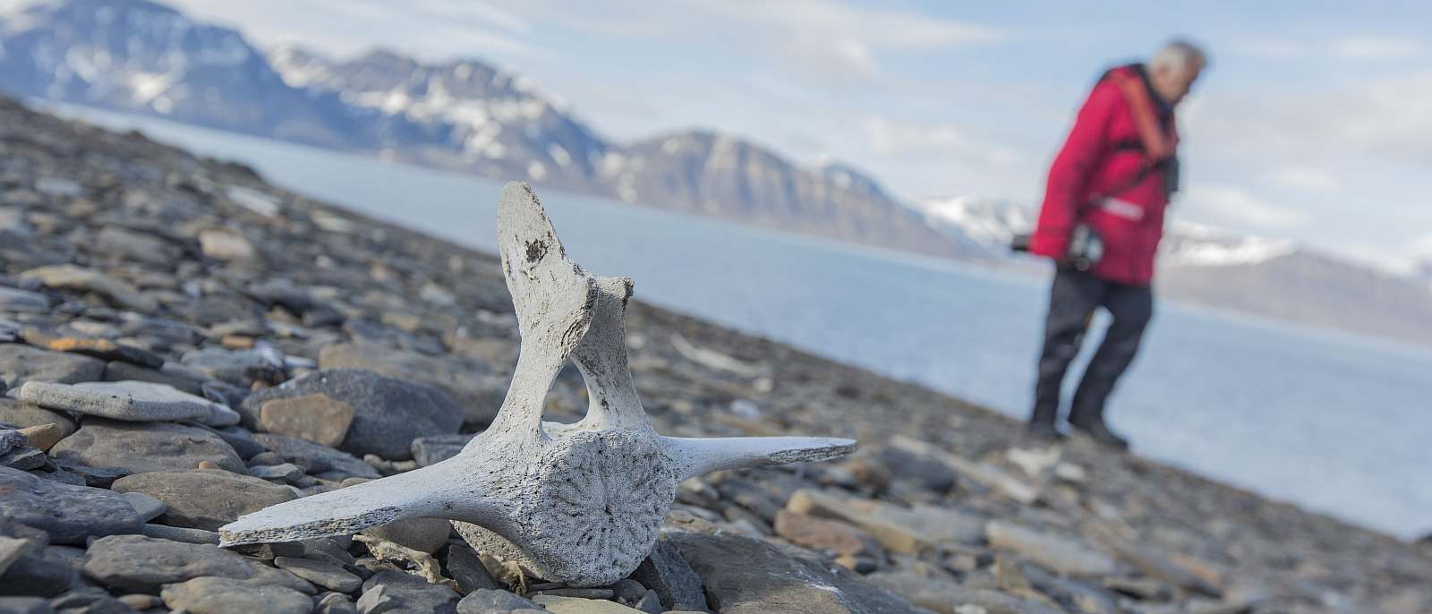 Arctic Svalbard Bone beach Shore_slider