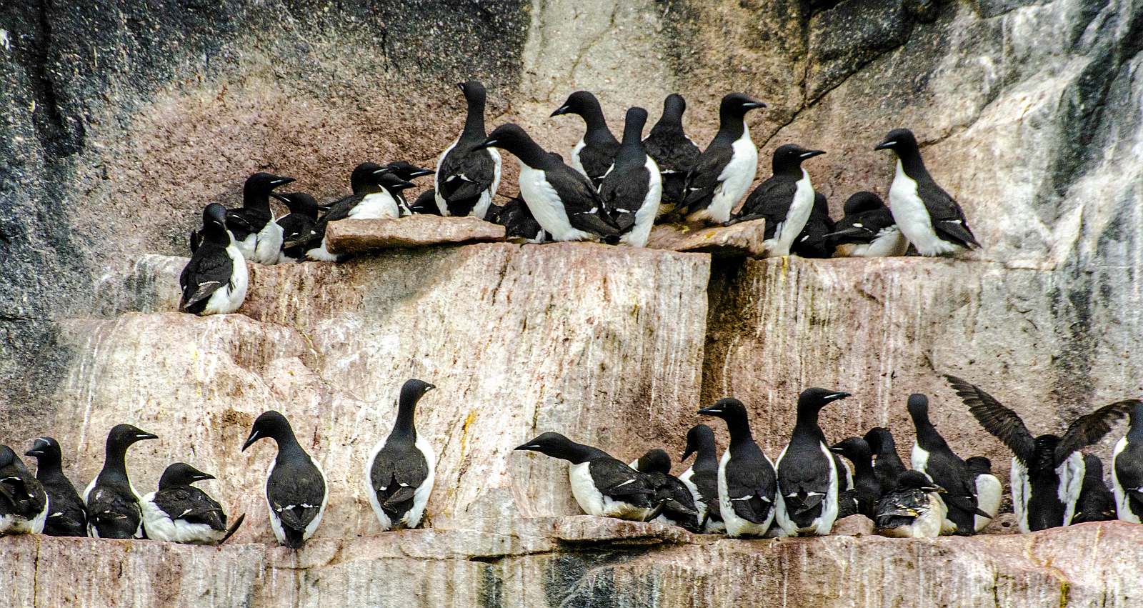 Arctic Svalbard Wildlife Auks Rock Cliff-Renato Granieri 2012-IMG7796339 Lg RGB.jpg_slider
