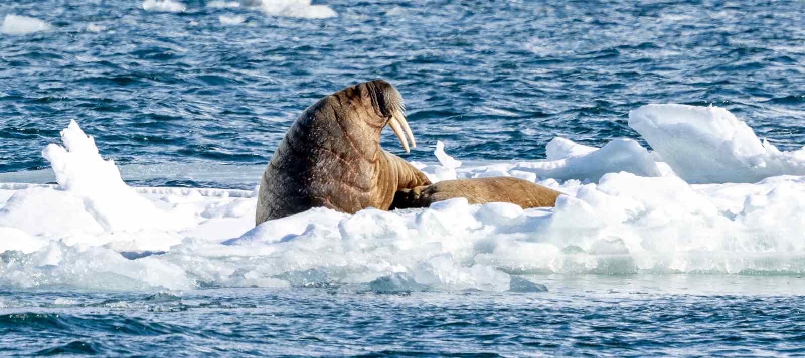 Spitzbergen_Rolf_Stange_250502b_Dahlbreen_25_slider