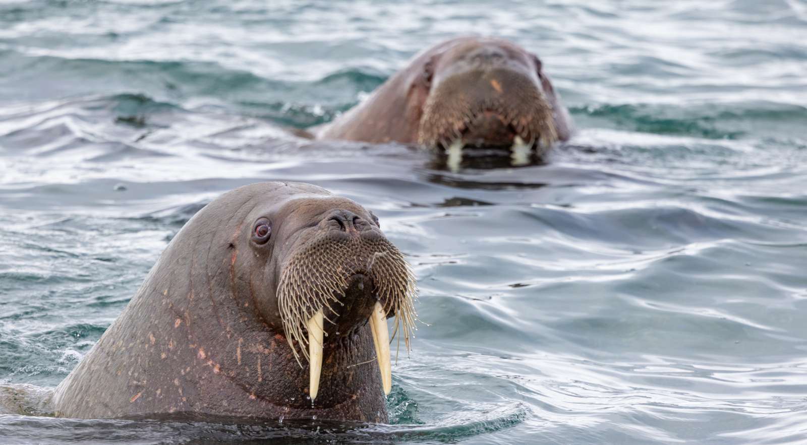 EXP_Rolf_Stange_250506a_Sarstangen_31_teasertext2