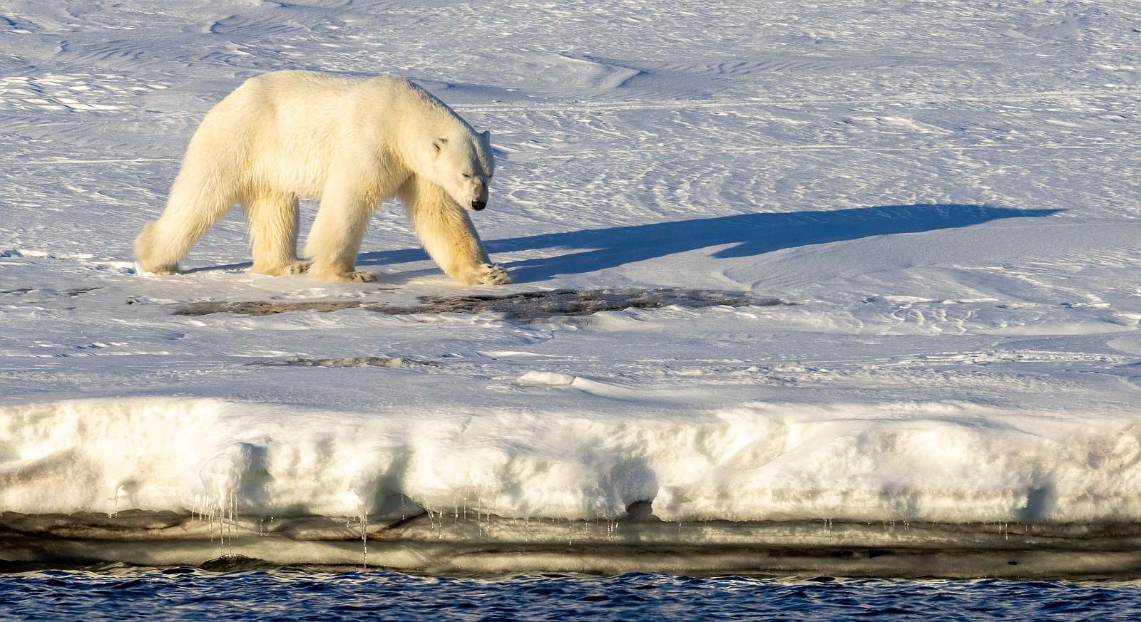 Spitzbergen_Rolf_Stange_250507d_Kapp-Wijk_52_teaserbild2
