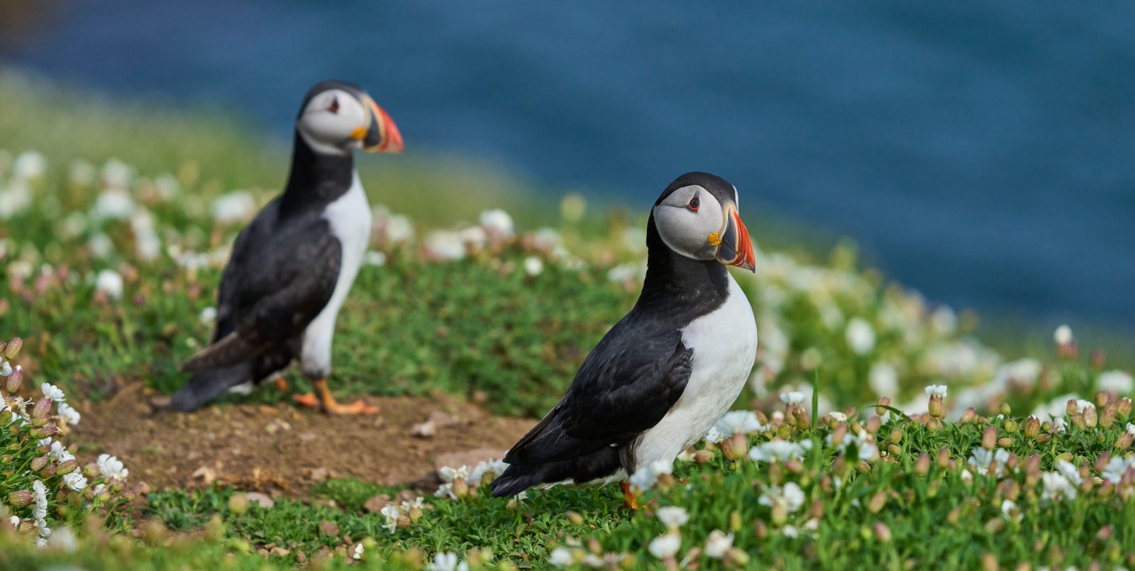 shutterstock_2457491391_teaser2