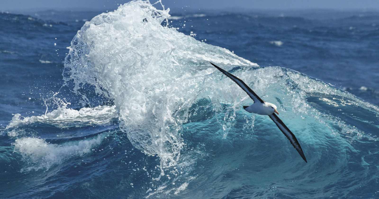 EXP_GAdventures-Antarctica-Drake Passage-2018-7928_reiseverlauf2