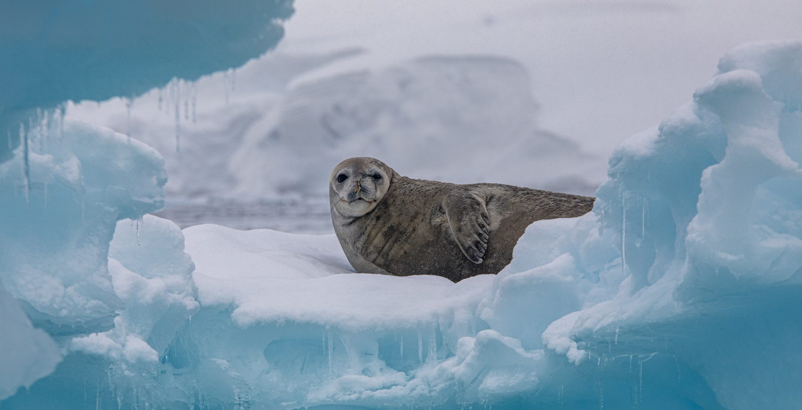 EXP_GAdventures-Antarctica-Paradise Bay-2023-MG_5769_teaser1