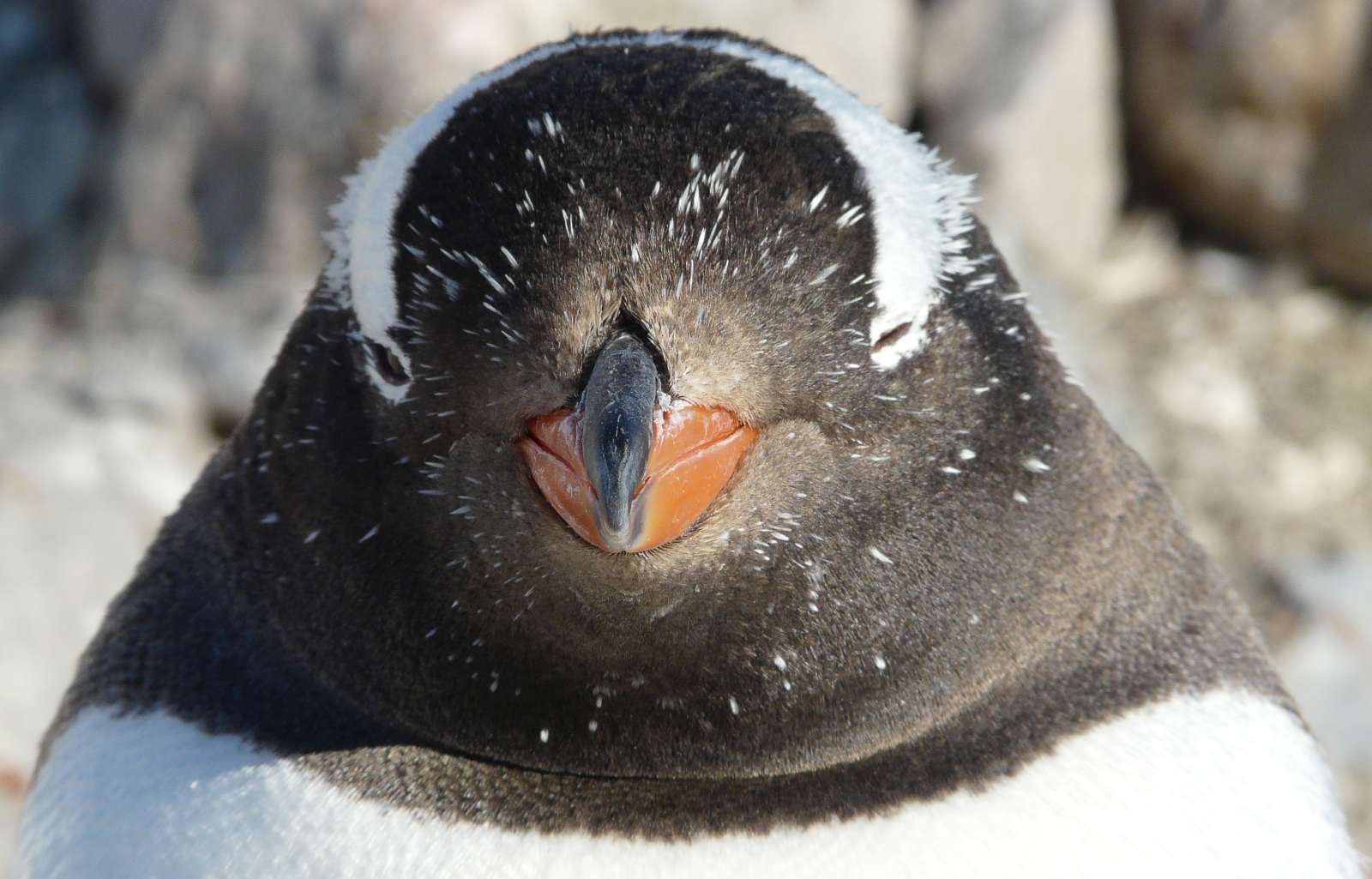 EXP_GAdventures-Antarctica-2012-IMG1001_teaser2