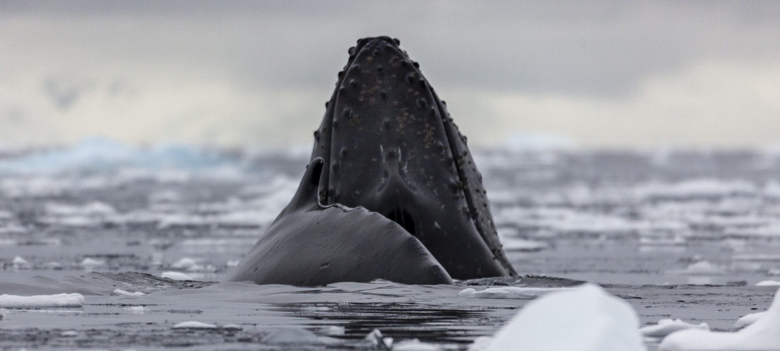 EXP_GAdventures-Antarctica-Cierva Cove-2019-MG_2357_reiseverlauf6