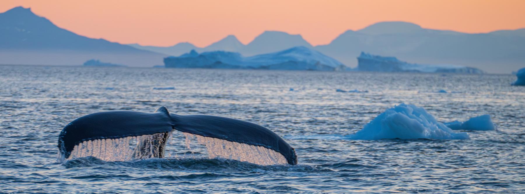 disko_bay_walfluke_shutterstock_2518553785