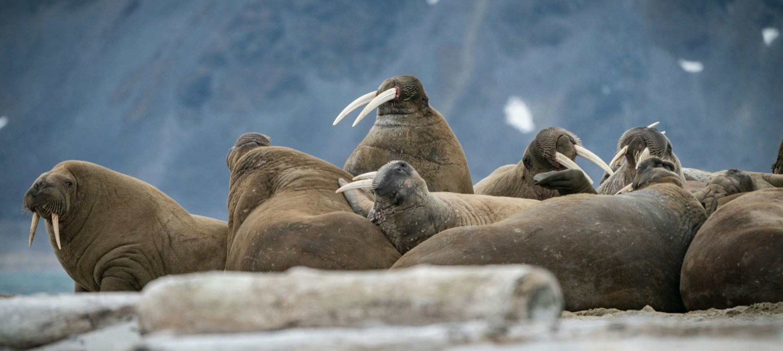 Walrosse2_background_tours