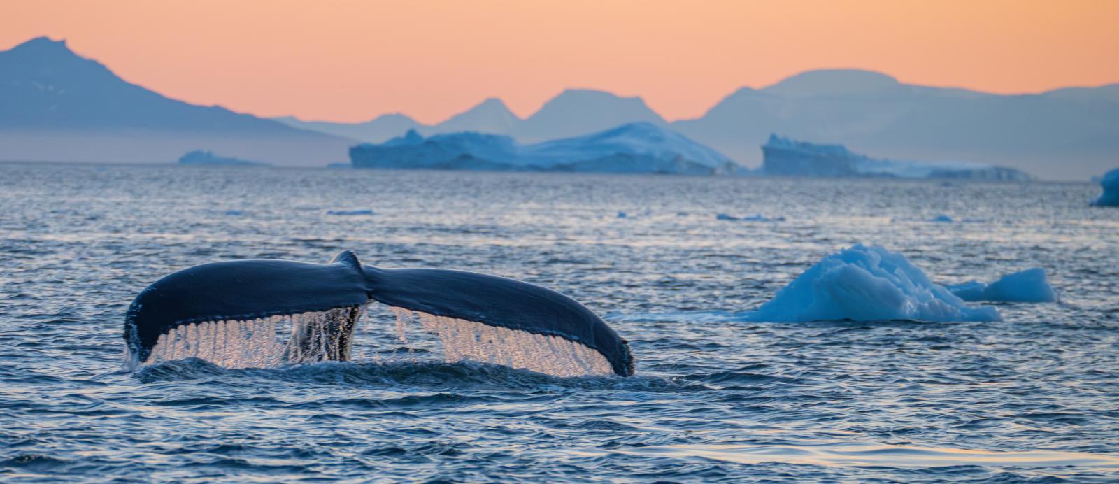 grönland_walfluke_shutterstock_2518553785 (1)