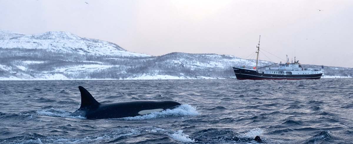 Cape-Race-Magischer-Winter-small_DSF0712-niko-gelpke
